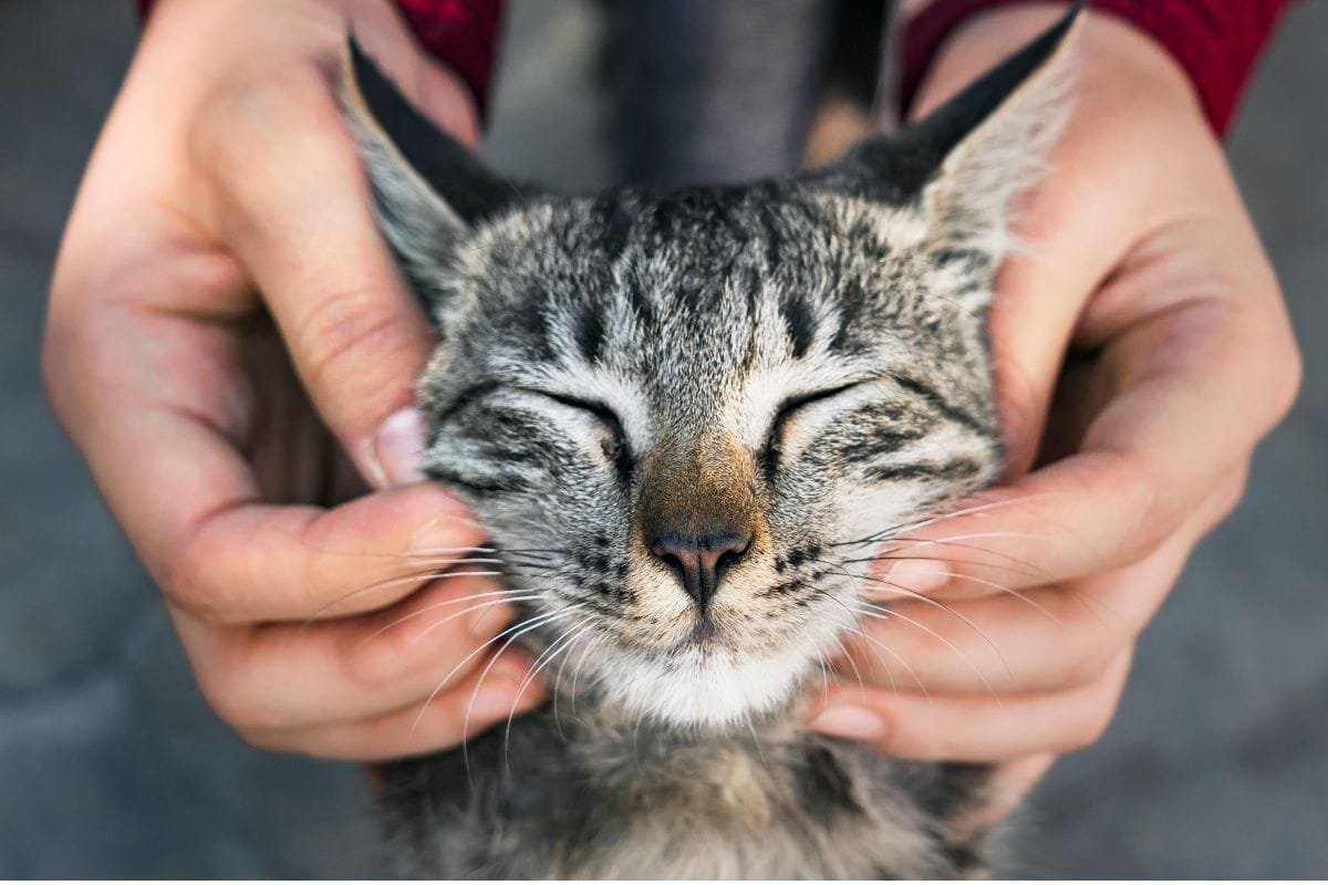 Curiosidades Sobre Gatos Que V O Te Surpreender Kitabpet