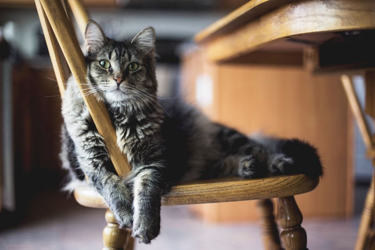 Conhe A Quais S O As Ra As De Gatos Mais Populares No Brasil Kitabpet