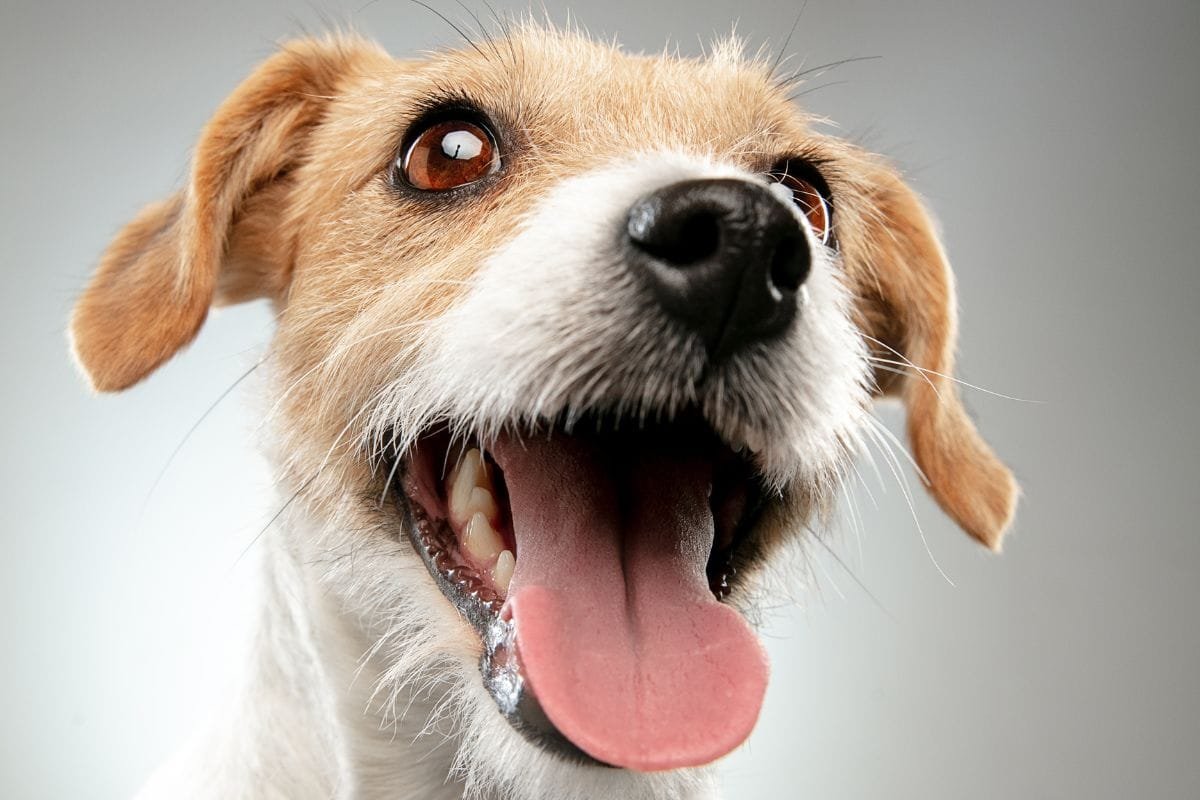 Latidos de cachorro saiba o que eles estão tentando dizer