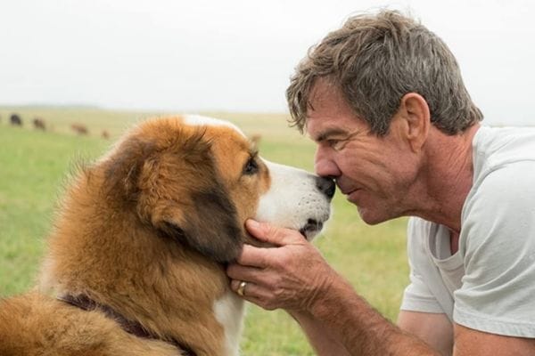 Quatro-Vidas-de-um-Cachorro