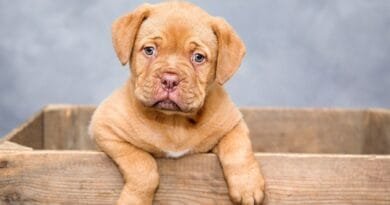 <strong>Adoção de cachorro: como preparar o lar para sua chegada?</strong> adocao-de-cachorro