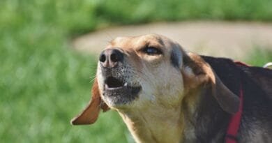 Cachorro que late muito: entenda os motivos cachorro-que-late-muito