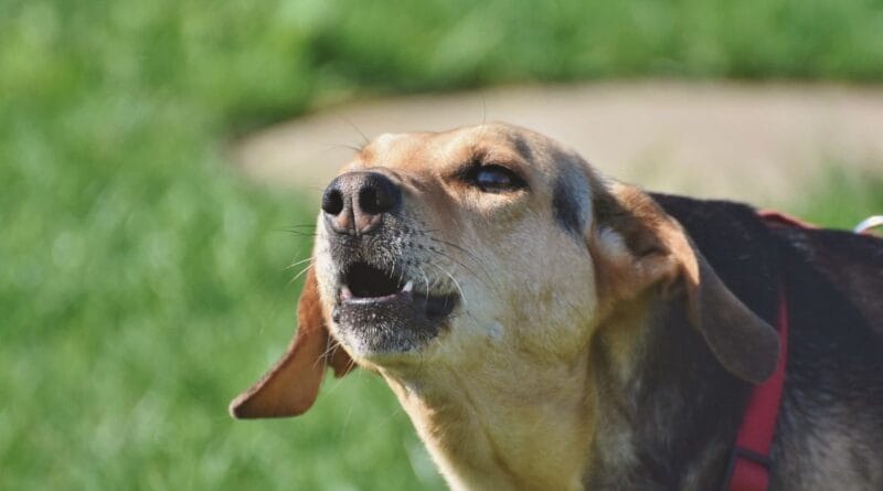 cachorro-que-late-muito