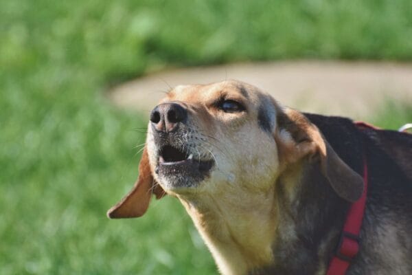 cachorro-que-late-muito