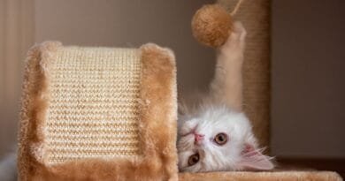 <strong>Como fazer brinquedos para gatos?</strong> como-fazer-brinquedos-para-gatos