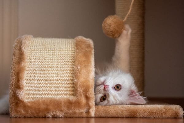 <strong>Como fazer brinquedos para gatos?</strong> como-fazer-brinquedos-para-gatos