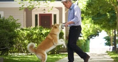 Filmes de Cachorro: 12 opções que você não pode deixar de assistir filmes-de-cachorro