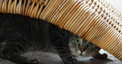 gato-com-mdo-de-fogos