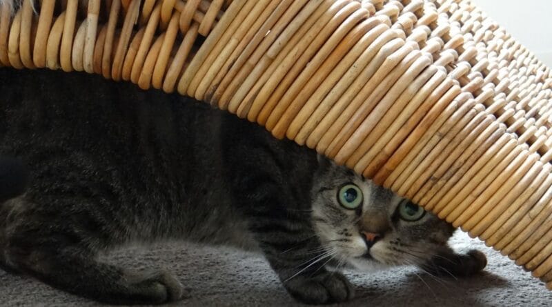 gato-com-mdo-de-fogos