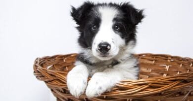 Dúvidas na hora de escolher o nome para seu cachorro? nome-para-seu-cachorro