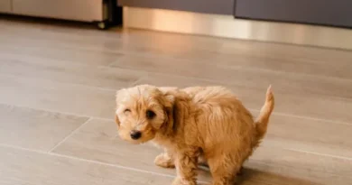 Porque o cachorro come fezes? Porque o cachorro come fezes?