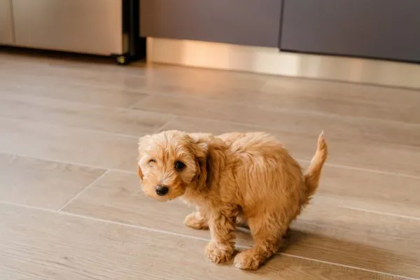 Porque o cachorro come fezes?