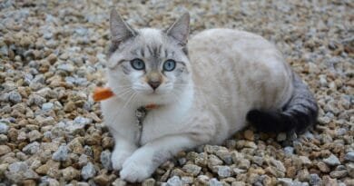 Porque os gatos ronronam? porque-os-gatos-ronronam