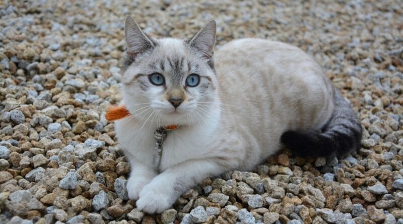 porque-os-gatos-ronronam