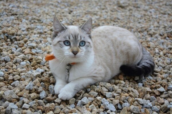 Porque os gatos ronronam? porque-os-gatos-ronronam