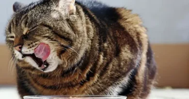 Ração úmida para gatos: o que é, benefícios e como oferecer da forma certa Ração úmida para gatos: benefícios e como oferecer