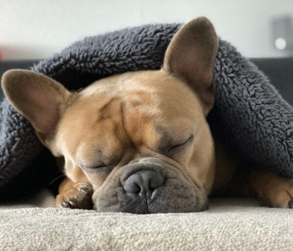 <strong>Raça de cachorro pequeno: descubra as menores raças</strong> Buldogue-Frances