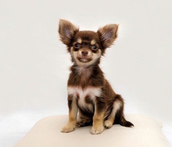 <strong>Raça de cachorro pequeno: descubra as menores raças</strong> Chihuahua (4)