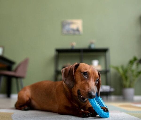 <strong>Raça de cachorro pequeno: descubra as menores raças</strong> Dachshund