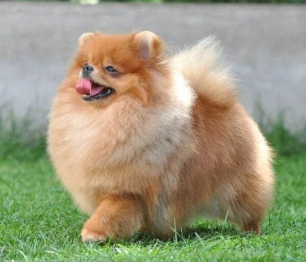 <strong>Raça de cachorro pequeno: descubra as menores raças</strong> Lulu-da-Pomerânia
