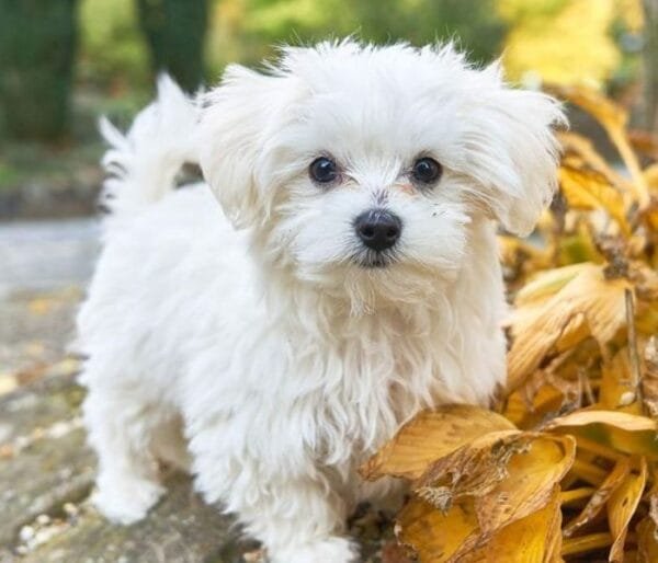 <strong>Raça de cachorro pequeno: descubra as menores raças</strong> Maltês