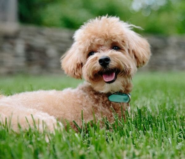 <strong>Raça de cachorro pequeno: descubra as menores raças</strong> Poodle