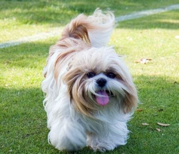 <strong>Raça de cachorro pequeno: descubra as menores raças</strong> Shit-Tzu