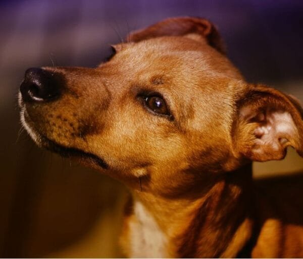 <strong>Raça de cachorro pequeno: descubra as menores raças</strong> Vira-lata
