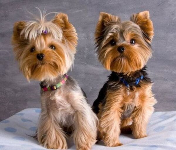 <strong>Raça de cachorro pequeno: descubra as menores raças</strong> Yorkshire