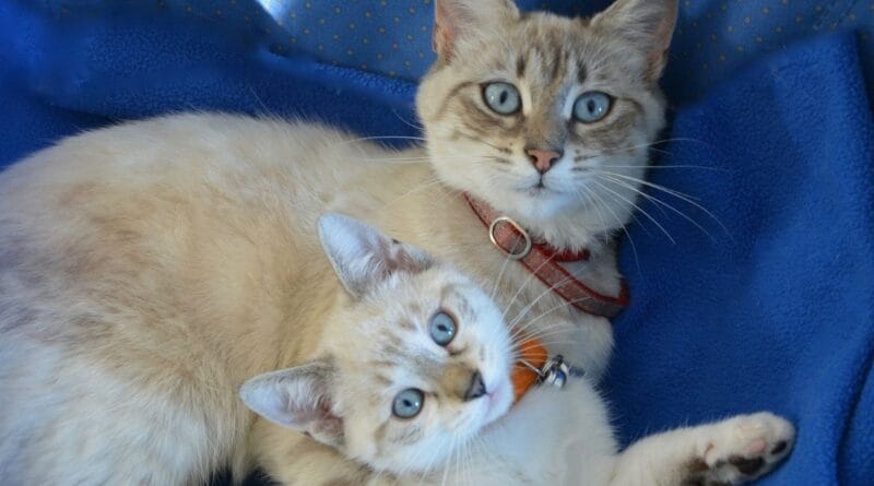 dia-internacional-do-gato