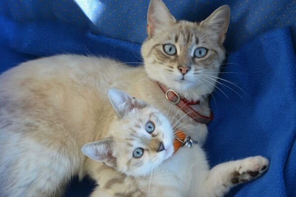 dia-internacional-do-gato