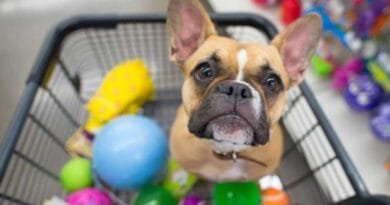 <strong>Mercado Pet: conheça o setor que segue em crescimento no Brasil</strong> mercado-pet