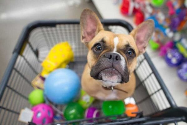 <strong>Mercado Pet: conheça o setor que segue em crescimento no Brasil</strong> mercado-pet