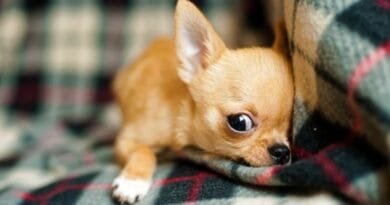 <strong>Raça de cachorro pequeno: descubra as menores raças</strong> raca-de-cachorro-pequeno