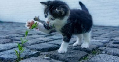 Nome para gato macho: 120 ideias para você escolher  Nome-para-gato-macho