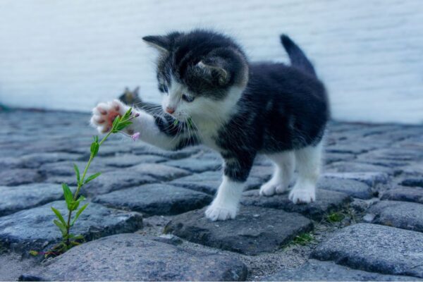 Nomes de gatos de filmes - lista completa  Nomes de gatos, Nomes de gato  macho, Nomes de animais