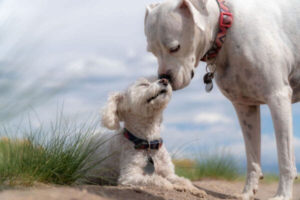 Como adotar um cachorro e fazer dele um membro da família adotar-um-cachorro
