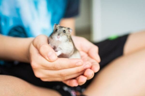<strong>Animais domésticos: características e espécies</strong> animais-domesticos