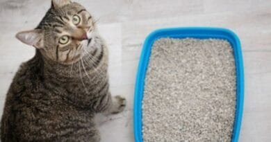 <strong>A caixa de areia perfeita para o seu gato: funcional e elegante!</strong> caixa-de-areia-para-gato