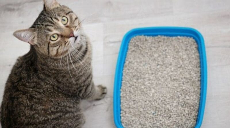 caixa-de-areia-para-gato