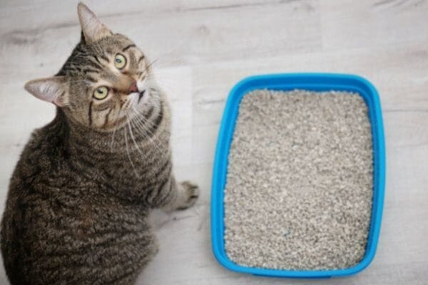 caixa-de-areia-para-gato