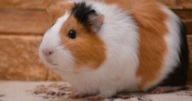 Como cuidar de um porquinho-da-Índia como-cuidar-de-um-porquinho-da-india