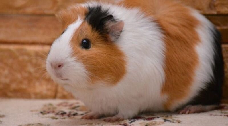 como-cuidar-de-um-porquinho-da-india