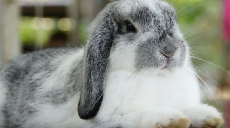 criar-coelhoe-em-apartamento