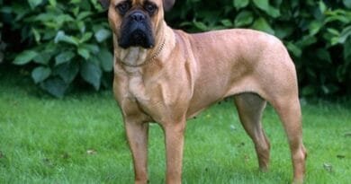 <strong>Raça de cachorro Bulmastife</strong> raca-de-cachorro-bulmastife