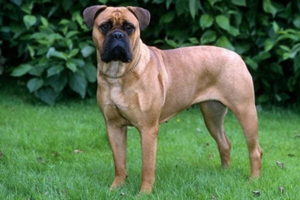 <strong>Raça de cachorro Bulmastife</strong> raca-de-cachorro-bulmastife