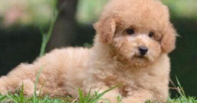 <strong>Raça de cachorro Poodle Toy</strong> raca-de-cachorro-poodle