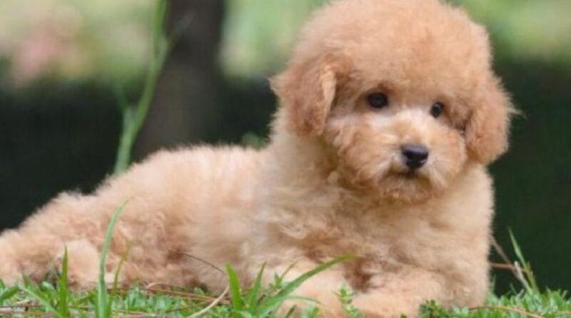 raca-de-cachorro-poodle