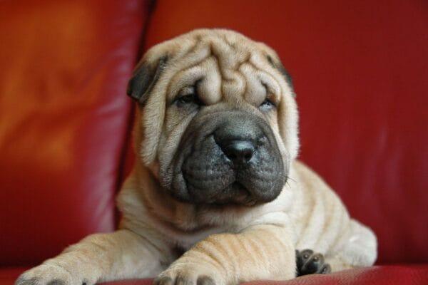 racas-de-cachorro-enrugados