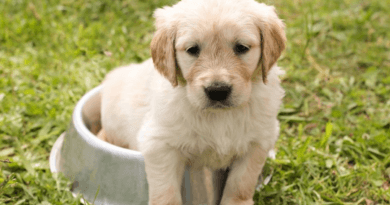 Ensine seu cachorro a fazer as necessidades no lugar certo racas-de-cachorro-enrugados